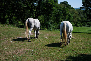 the white horses of Lipica