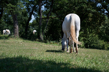 the white horses of Lipica