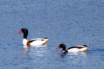 European shelduck duck lives on rivers and marshes very colorful