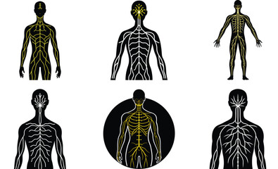 Set Of Human Nervous System Vector Diagram 