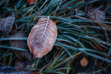 The first frost on the surface of the soil with dry autumn leaves.
