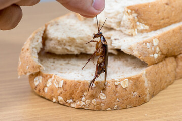 Close up of cockroach on a Whole wheat bread