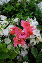 Red and white bougainvillea flowers, a genus of thorny ornamental vines  in the family Nyctaginaceae. Native to Brazil, Peru and Argentina, it has various colors.