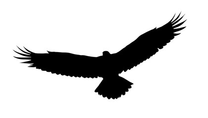 Flying eagle silhouette - vector illustration	