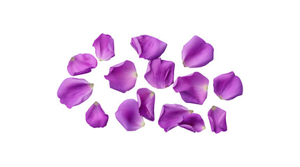 A few purple flower petals scattered elegantly
