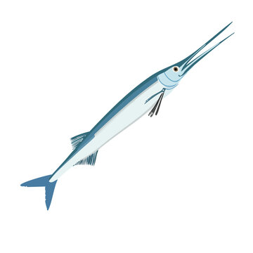 Isolated blue needlefish illustration on black background saltwater fish clip art for marine life education or seafood design