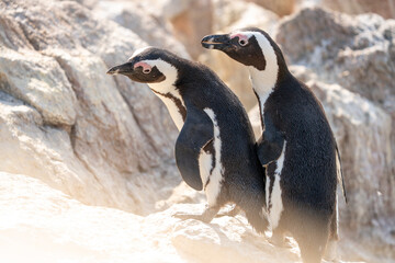 Obraz premium African Penguin Pair on the Beach in South Africa 