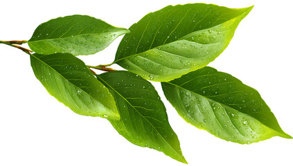 Obraz premium green leaf png on transparent background, png file for photoshop design element. isolated png cutout of green leaves 