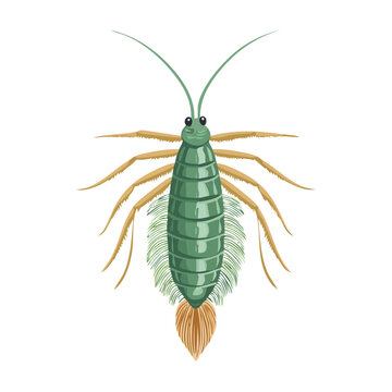 Detailed illustration of a branchiura parasite with segmented body and many legs