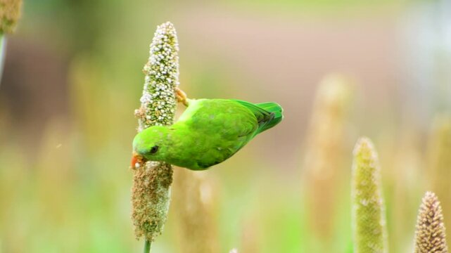 Vernal hanging Parrot in framer Pearl Millets field