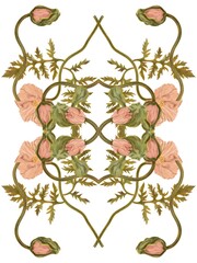 Botanical composition of poppy flowers in soft pink color on white background. Botanical watercolor illustration hand drawn