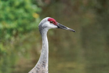 Obraz premium Sandhill crane (Antigone canadensis) in British Columbia, Canada during daytime.