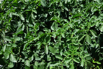 Potato plants with healthy and green leaves, indicating active growth, grown for their edible tubers, which are a staple food crop worldwide. 