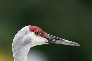Sandhill crane (Antigone canadensis) in British Columbia, Canada during daytime.