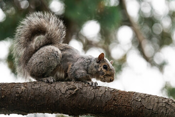 Obraz premium Eastern gray squirrel (Sciurus carolinensis) in British Columbia, Canada.