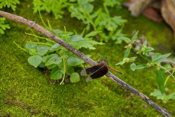 dragonfly on a branch, Cambodia