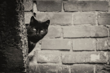 A black cat peeks out from around the corner.
