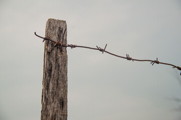 Barbed wire on a gray background. Symbol. Freedom