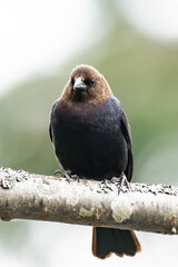 Adult male brown-headed cowbird (Molothrus ater)