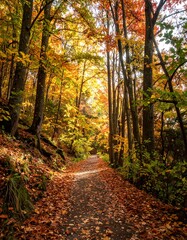Fototapeta premium A sun-drenched autumnal path winds through a vibrant forest ablaze with golden and crimson foliage.