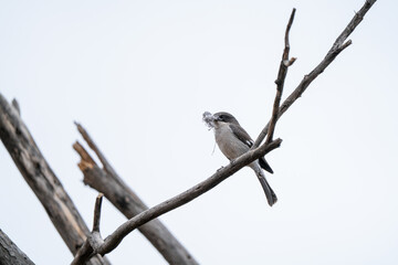Pretty Bird in South Africa – Exotic Wildlife Portrait
