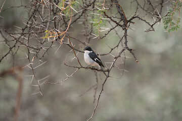Pretty Bird in South Africa – Exotic Wildlife Portrait
