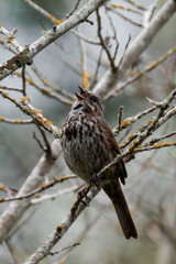 Song sparrow (Melospiza melodia) in British Columbia, Canada.