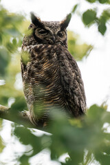 Great horned owl (Bubo virginianus) perched on a tree in British Columbia, Canada. 