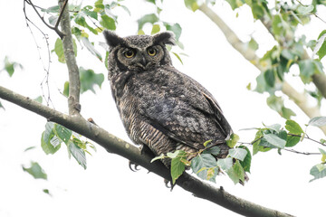 Great horned owl (Bubo virginianus) perched on a tree in British Columbia, Canada. 