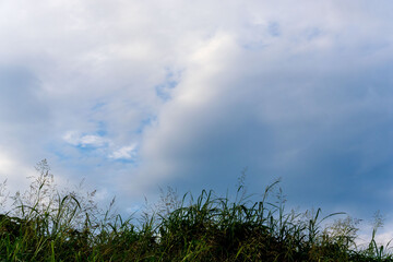 Obraz premium 夏の空 夕方の空と雲と夏草のシルエット07