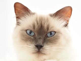 Ragdoll-Katze 