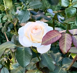 White cream rose blooming on a bush close-up