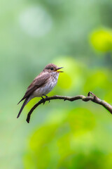 sparrow on a branch
