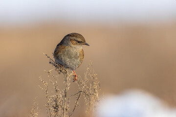 Sparrow