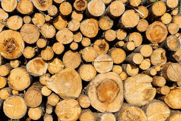 The sawn tree trunks are stacked in the woodlands. Close-up, front view