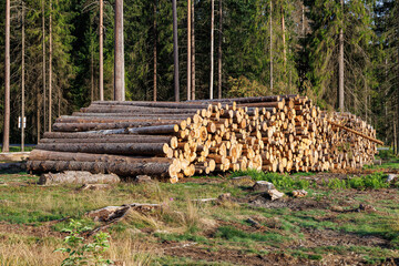 Sawn tree trunks are stacked in a forest area. Harvesting of wood