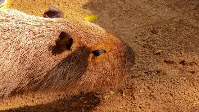 A cute capybara walks and eat.