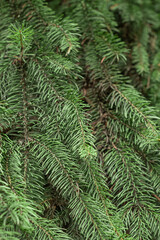 Spruce branches with green needles closeup