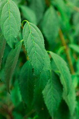 Eucommia ulmoides green leaves closeup