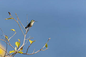 Blue -tailed Emerald