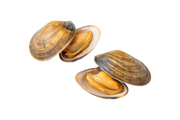 Two cooked open dog clams ready for serving
