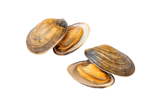 Two cooked open dog clams ready for serving
