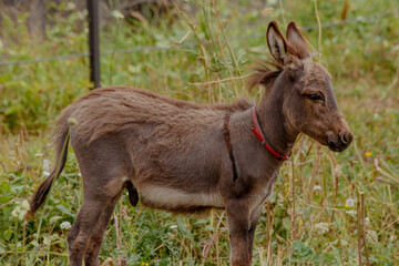 A young brown moose calf stands in a grassy field. The environment is lush with green plants and wildflowers, typical of the Caucasus region.