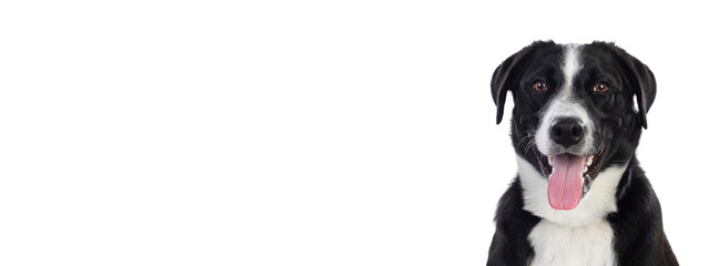 Happy black and white dog with open mouth and tongue out looking forward against white background