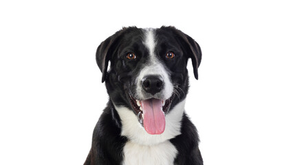 Happy black and white dog with open mouth and tongue out looking forward against white background