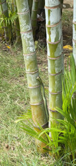 Emerald serpent entwines bamboo in vibrant jungle reverie, resonating with Nag Panchami rituals and serpentine folklore whispers