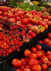 Ripened heritage tomatoes tumble abundantly, evoking Italian Sagra dei Pomodori festivities, a vibrant ode to eccentric biodiversity