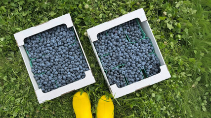 Boxes brimming with blueberries gleam under the sun, yellow boots poised like guardians; evoke...
