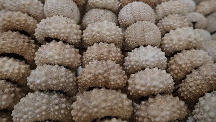 A collection of textured seashells with spiky surfaces arranged closely together, highlighting natural marine patterns and coastal decorative elements.  
