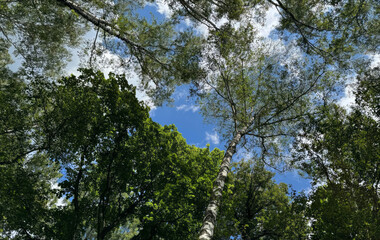 Whispering birch canopy presides over azure insistence, invoking Arbor Day's spirit and Sylvan Esbat's mystical embrace